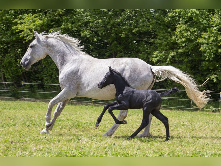 German Riding Horse Mare  Can be white in Wörth an der Donau