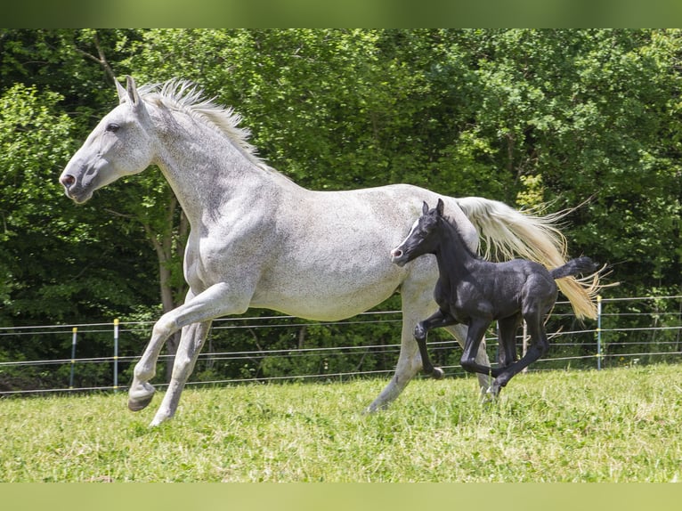 German Riding Horse Mare  Can be white in Wörth an der Donau