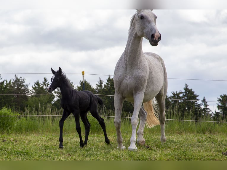 German Riding Horse Mare  Can be white in W&#xF6;rth an der Donau