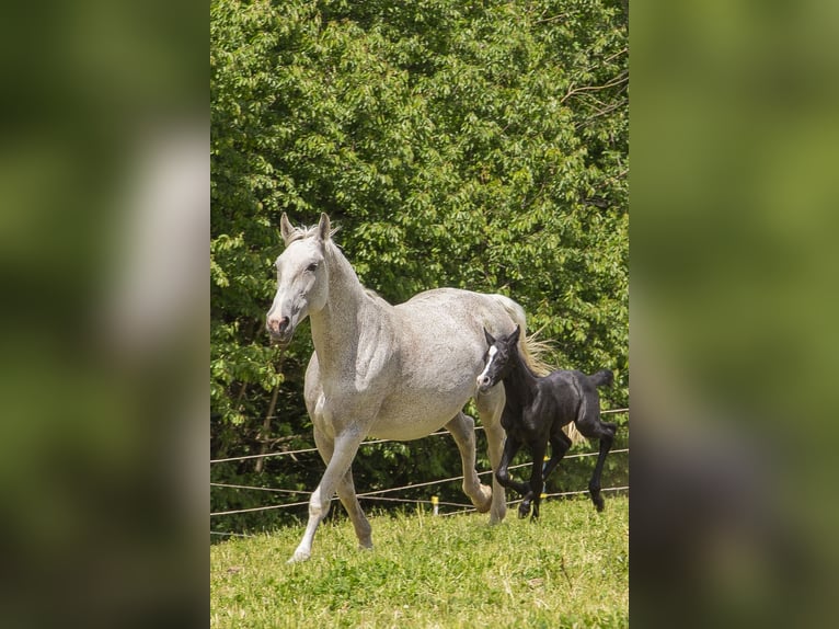 German Riding Horse Mare  Can be white in Wörth an der Donau