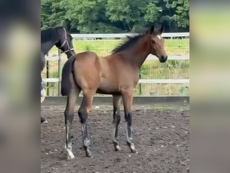 German Riding Horse Mare Foal (03/2025) in Viersen