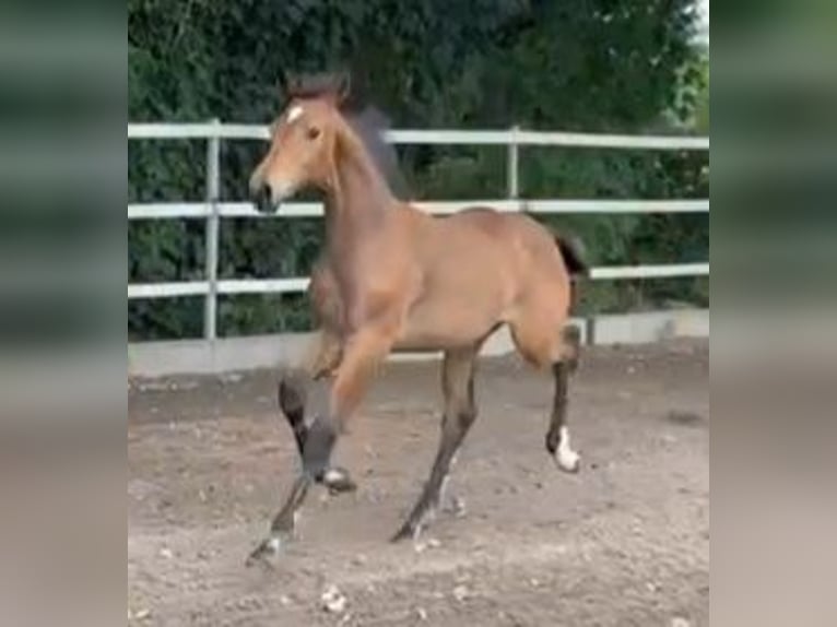 German Riding Horse Mare Foal (03/2025) in Viersen