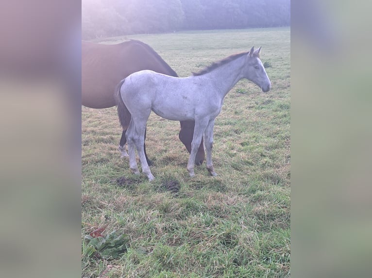 German Riding Horse Mare Foal (06/2025) Grey in Jahrsdorf