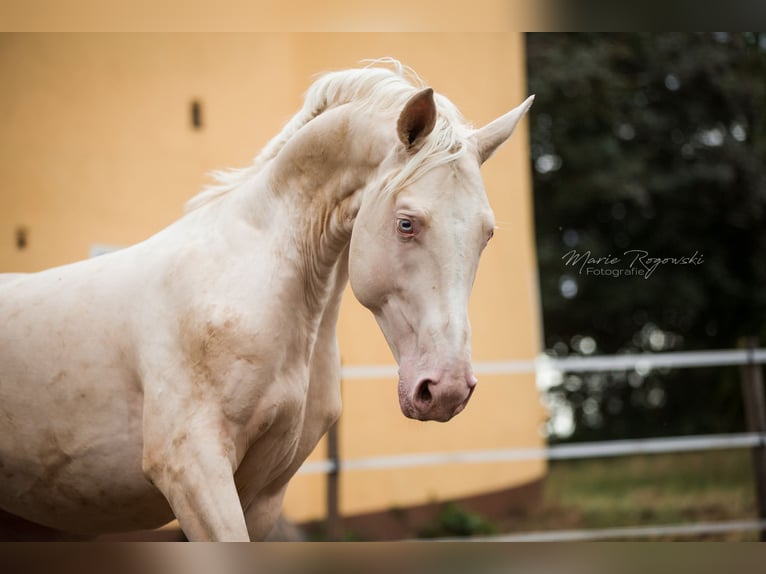 German Riding Horse Stallion 10 years 17 hh Cremello in Beaumont-Pied-de-Buf