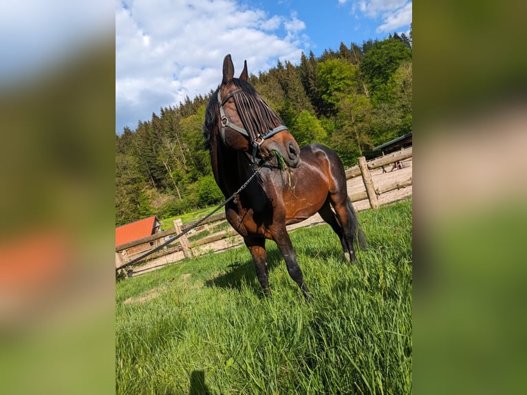 German Riding Horse Stallion 15 years 14,1 hh Bay-Dark in Friesenhagen