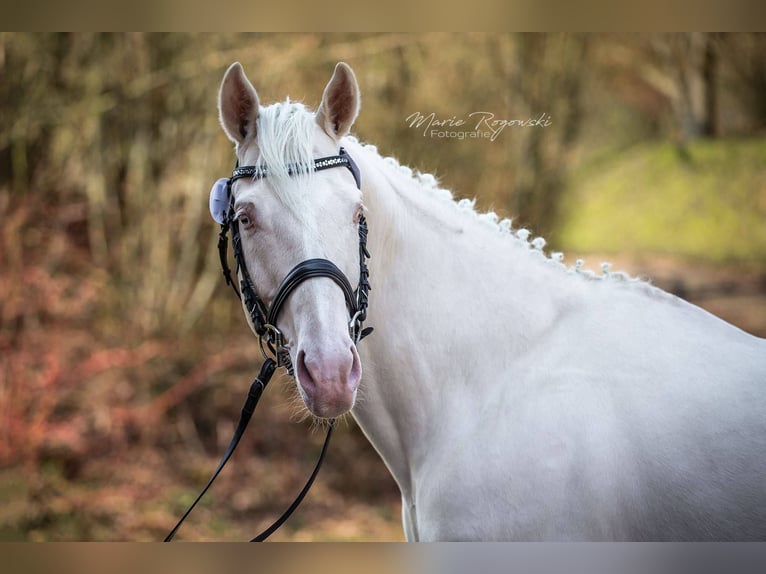 German Riding Horse Stallion 16 years 15.2 hh Cremello in Beaumont-Pied-de-Buf