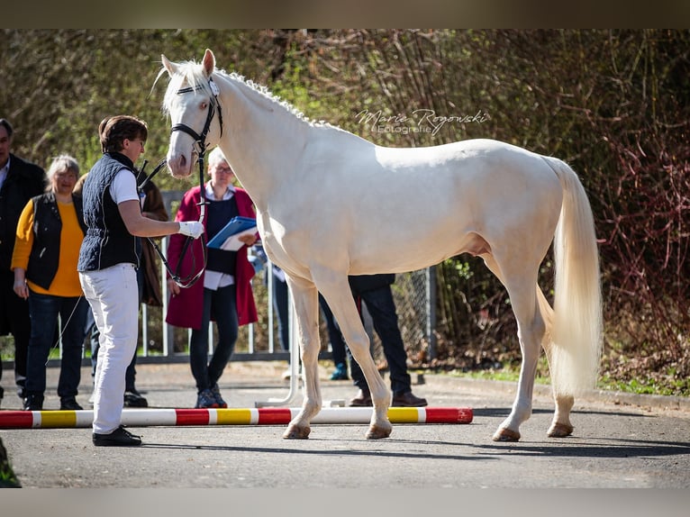 German Riding Horse Stallion 16 years 15.2 hh Cremello in Beaumont-Pied-de-Buf