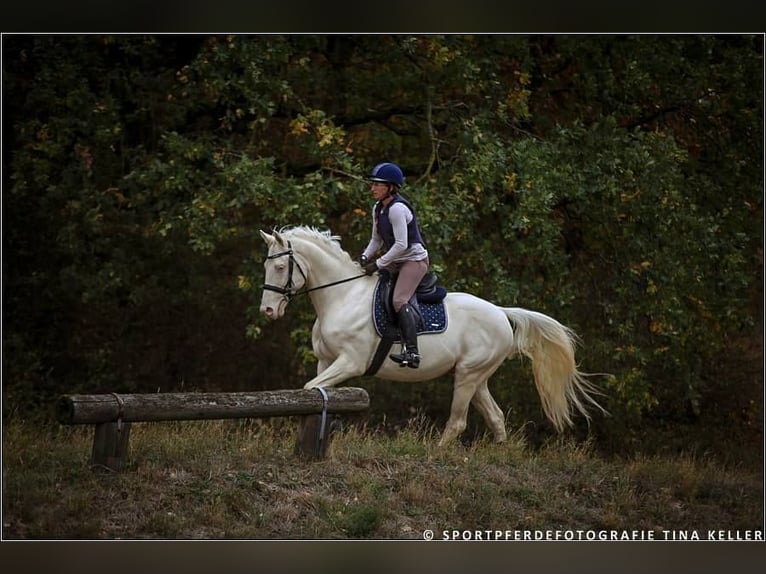 German Riding Horse Stallion 16 years 15.2 hh Cremello in Beaumont-Pied-de-Buf
