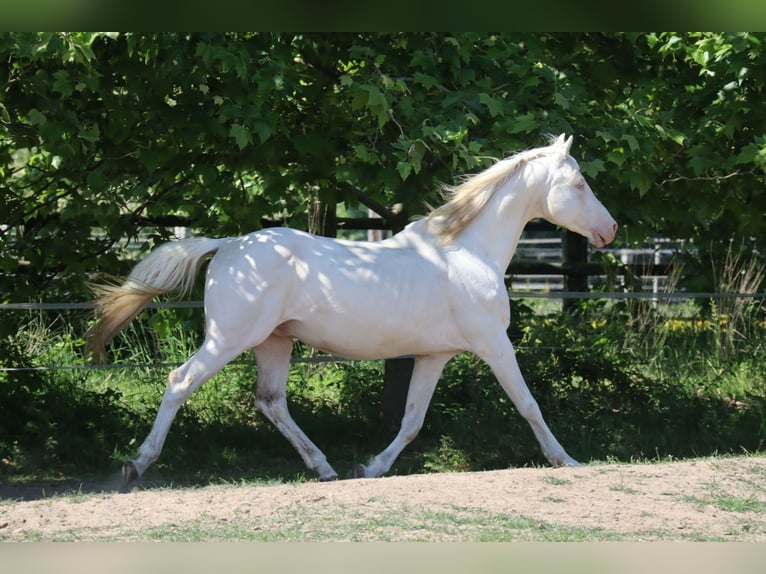 German Riding Horse Stallion 16 years 15,3 hh Cremello in Beaumont pied-de-boeuf
