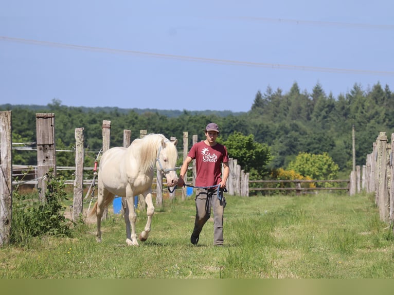 German Riding Horse Stallion 16 years 15,3 hh Cremello in Beaumont pied-de-boeuf