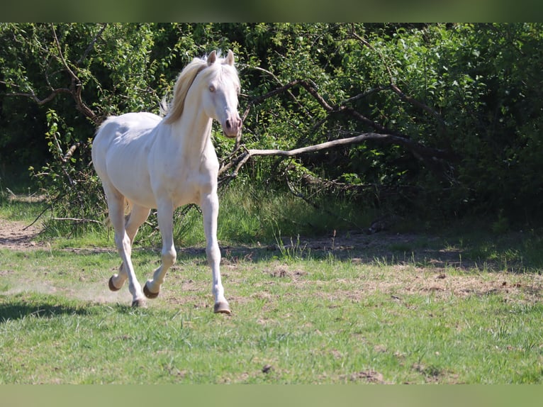German Riding Horse Stallion 16 years 15,3 hh Cremello in Beaumont pied-de-boeuf
