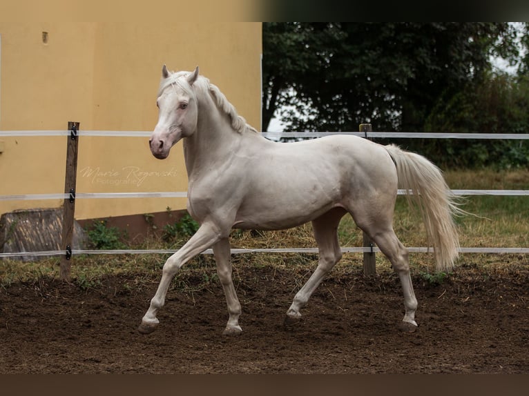 German Riding Horse Stallion 17 years 15.2 hh Cremello in Beaumont-Pied-de-Buf