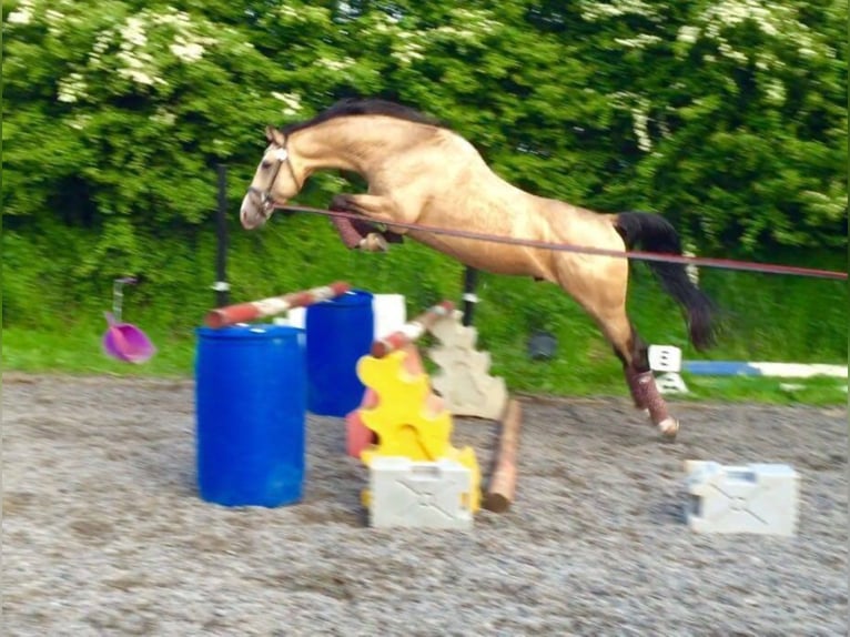 German Riding Horse Stallion 19 years 16 hh Cremello in Buchhain