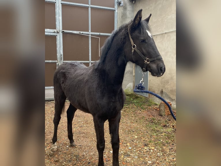 German Riding Horse Stallion 1 year 14,1 hh Black in Dannenberg (Elbe)