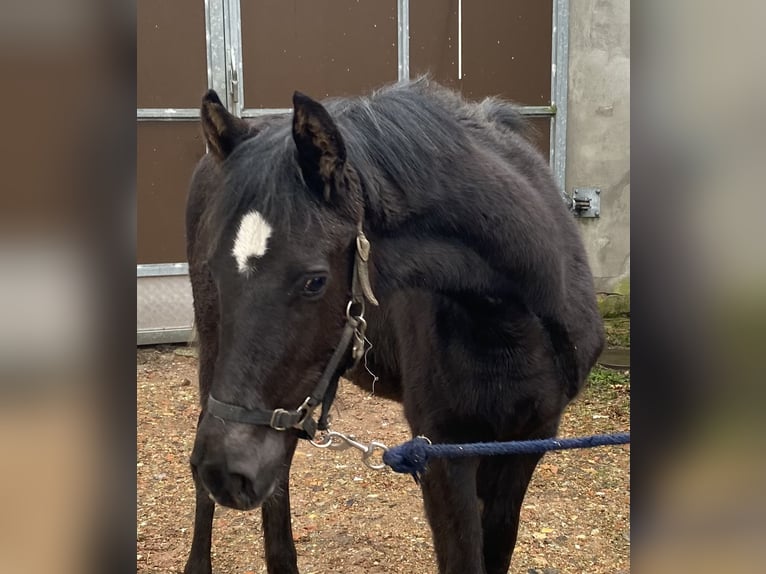 German Riding Horse Stallion 1 year 14,1 hh Black in Dannenberg (Elbe)