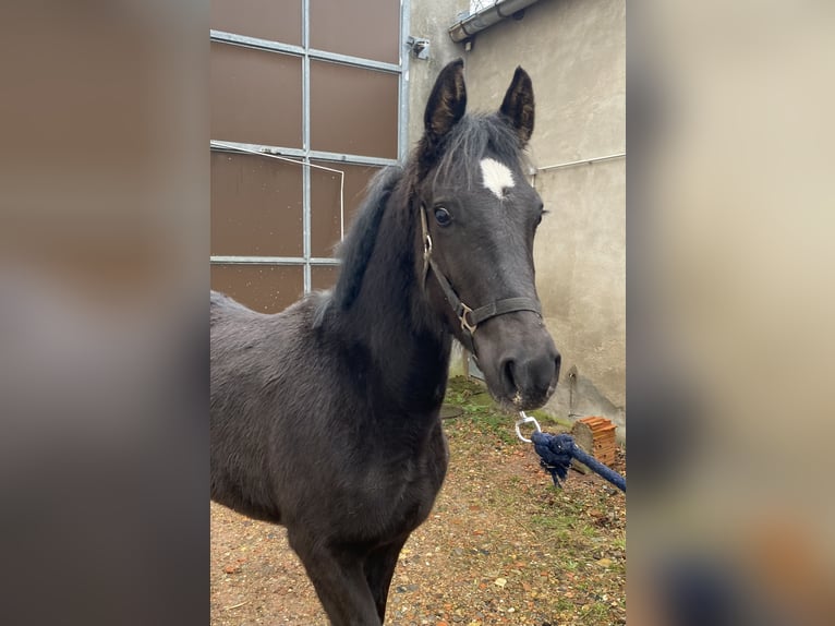 German Riding Horse Stallion 1 year 14,1 hh Black in Dannenberg (Elbe)