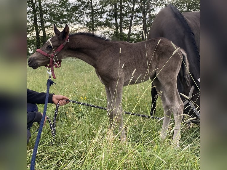 German Riding Horse Stallion 1 year 14,1 hh Black in Dannenberg (Elbe)