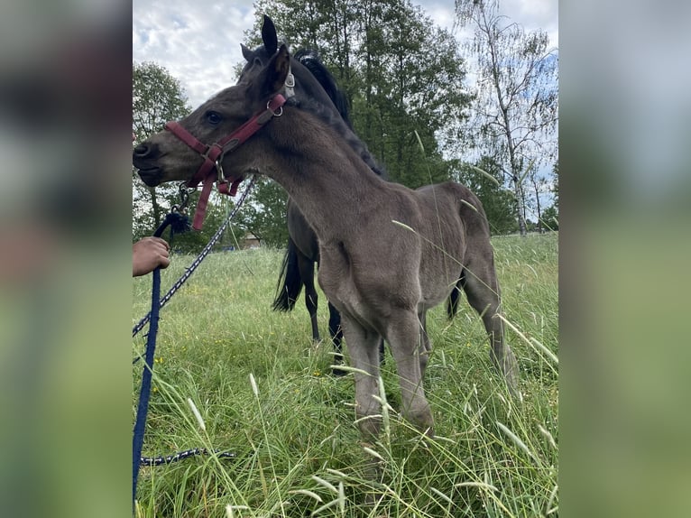 German Riding Horse Stallion 1 year 14,1 hh Black in Dannenberg (Elbe)