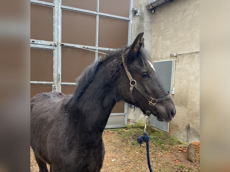 German Riding Horse Stallion 1 year 14,1 hh Black in Dannenberg (Elbe)