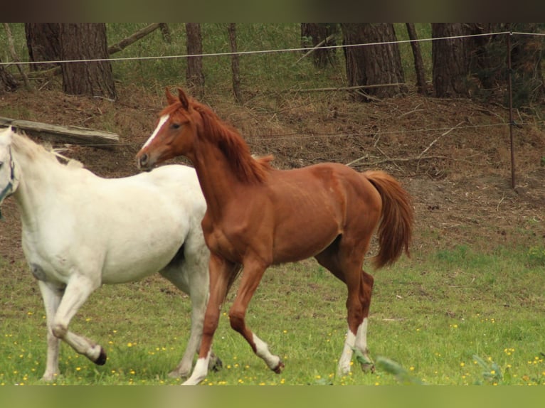German Riding Horse Stallion 1 year 14,2 hh Chestnut-Red in Schlagenthin