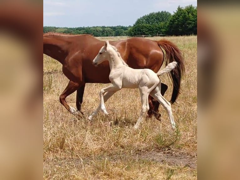 German Riding Horse Stallion 1 year 15,3 hh Palomino in Buchhain