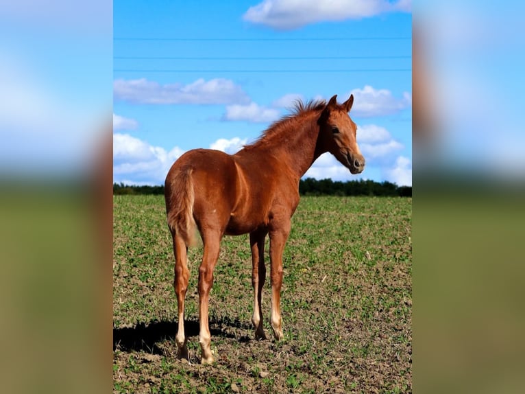 German Riding Horse Mix Stallion 1 year 15,2 hh Chestnut-Red in Stavenhagen