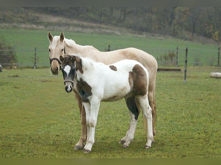 German Riding Horse Stallion 1 year 16 hh Pinto in Sugenheim