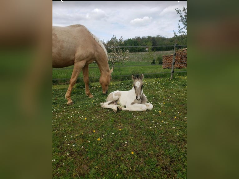 German Riding Horse Stallion 1 year 16 hh Pinto in Sugenheim