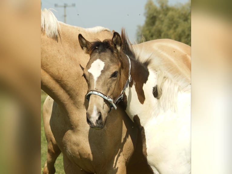 German Riding Horse Stallion 1 year 16 hh Pinto in Sugenheim