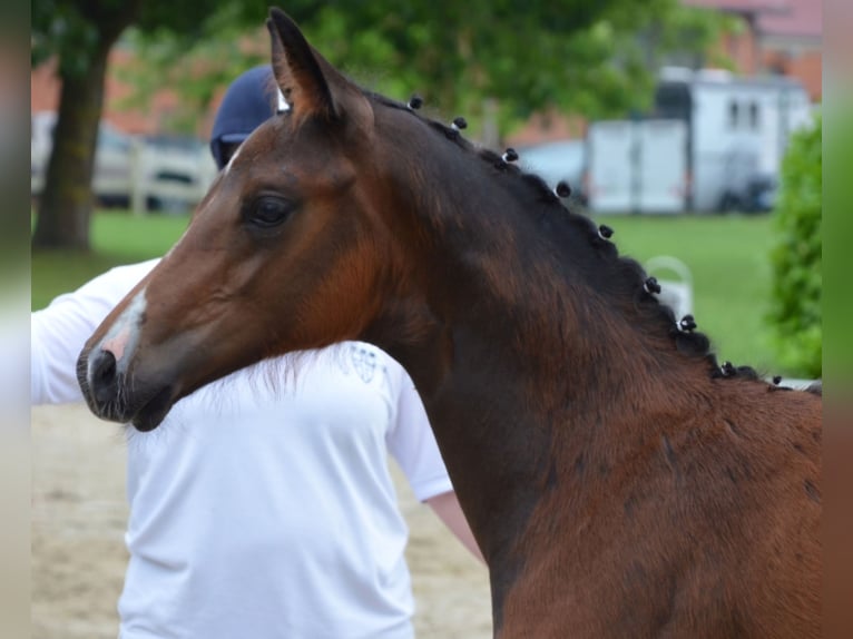 German Riding Horse Stallion 1 year 16,2 hh Brown in Naila