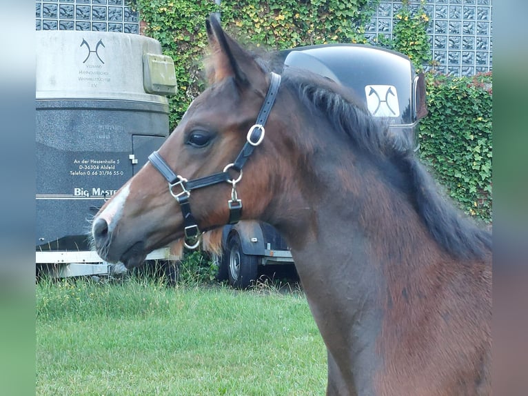 German Riding Horse Stallion 1 year 16,2 hh Brown in Naila