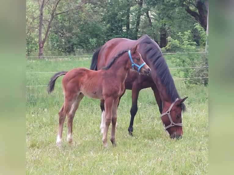German Riding Horse Stallion 1 year 16,2 hh Brown in Naila
