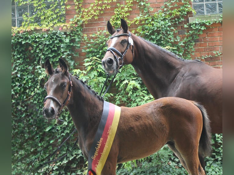 German Riding Horse Stallion 1 year 16,2 hh Brown in Naila