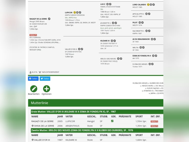 German Riding Horse Stallion 1 year 16,2 hh Brown in Seester