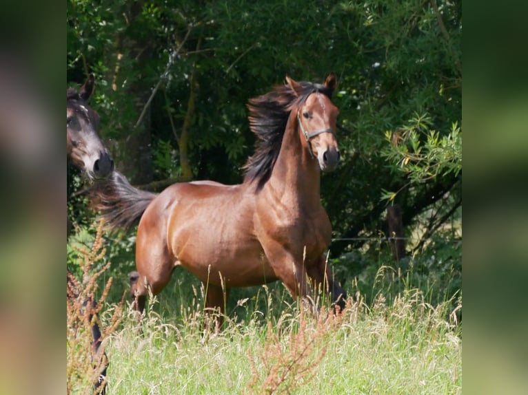 German Riding Horse Stallion 1 year 16,2 hh Brown in Seester