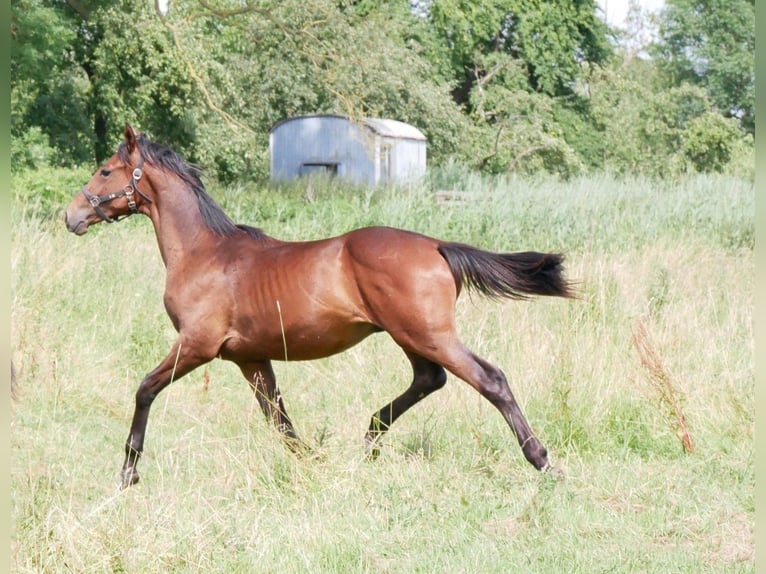 German Riding Horse Stallion 1 year 16,2 hh Brown in Seester
