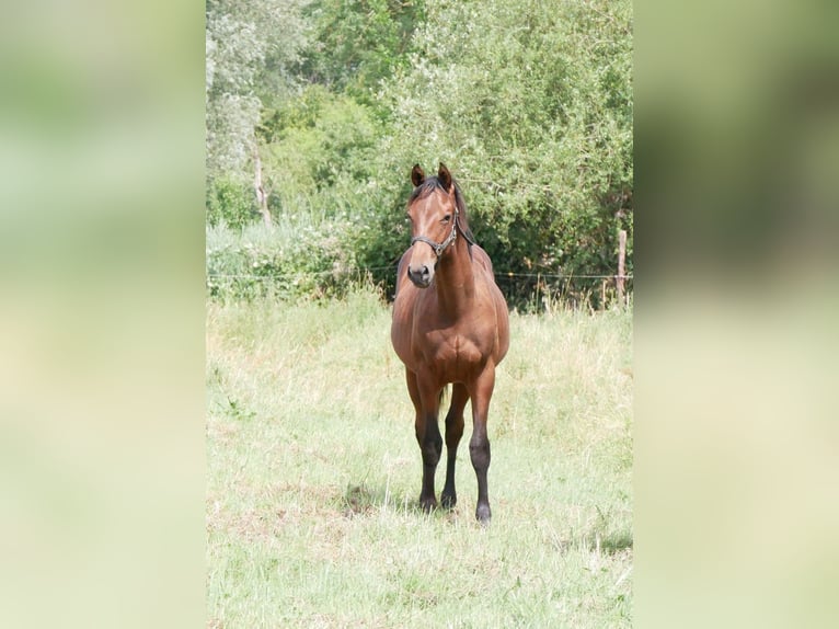 German Riding Horse Stallion 1 year 16,2 hh Brown in Seester