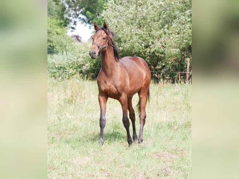 German Riding Horse Stallion 1 year 16,2 hh Brown in Seester