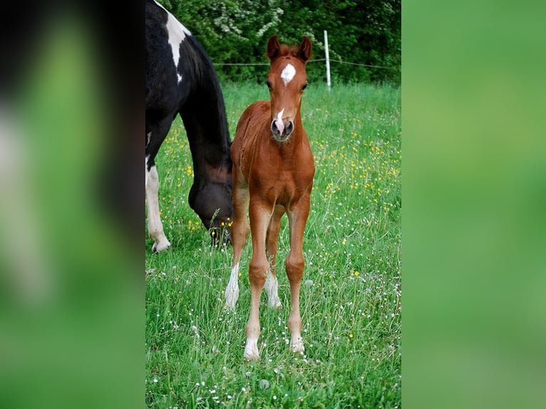 German Riding Horse Stallion 1 year 16,2 hh Chestnut in Börde-Hakel OT Etgersleben