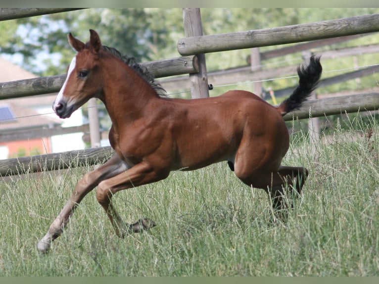 German Riding Horse Stallion 1 year Brown in Erwitte