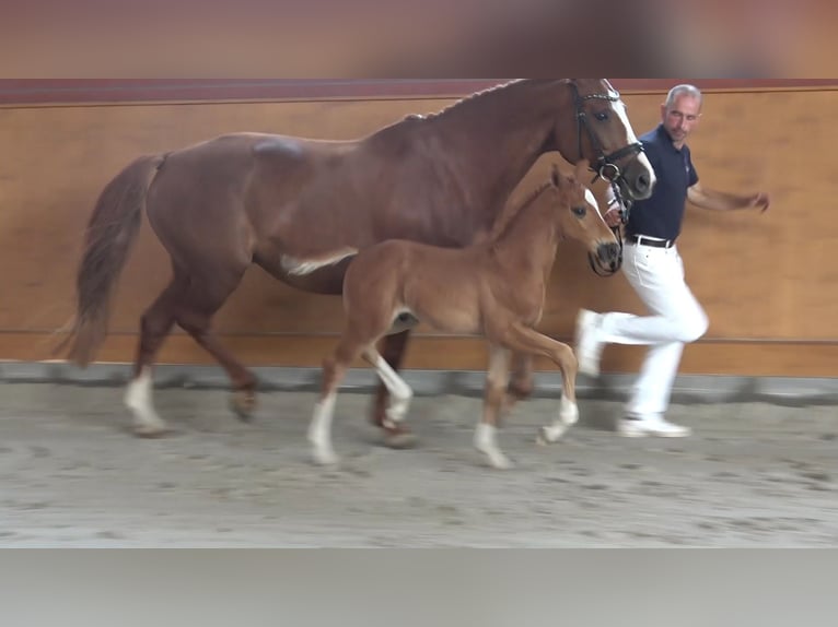 German Riding Horse Stallion 1 year Chestnut-Red in Dettmannsdorf