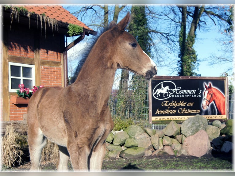 German Riding Horse Stallion 1 year in Löningen