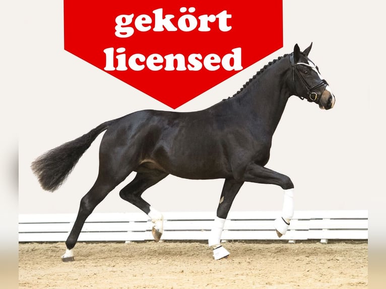 German Riding Horse Stallion 1 year in Löningen