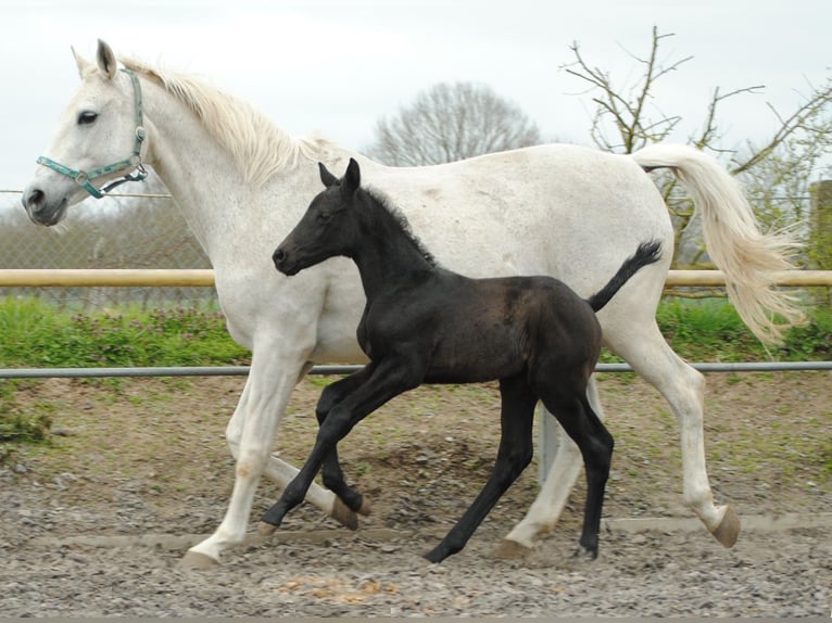 German Riding Horse Stallion 1 year Gray-Dark-Tan in Crivitz