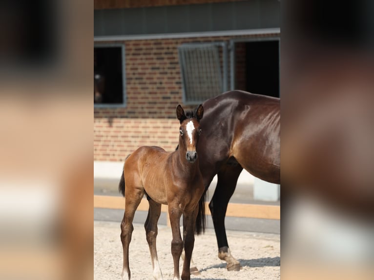 German Riding Horse Stallion 1 year Grey-Dark-Tan in Goch