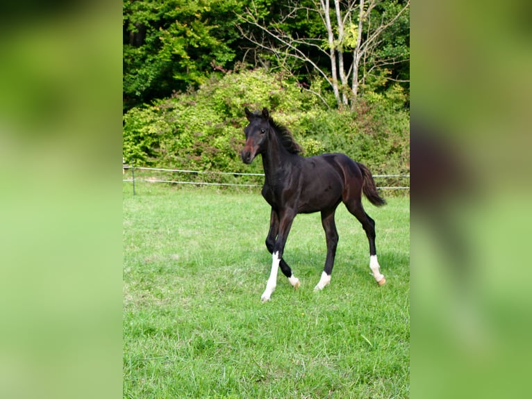 German Riding Horse Stallion 1 year Smoky-Black in Meinhard