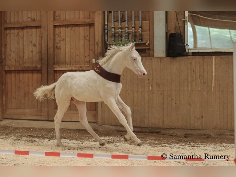 German Riding Horse Stallion 2 years 15,1 hh Cremello in Heistenbach