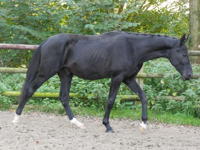 German Riding Horse Stallion 2 years 15,1 hh in Dorsten