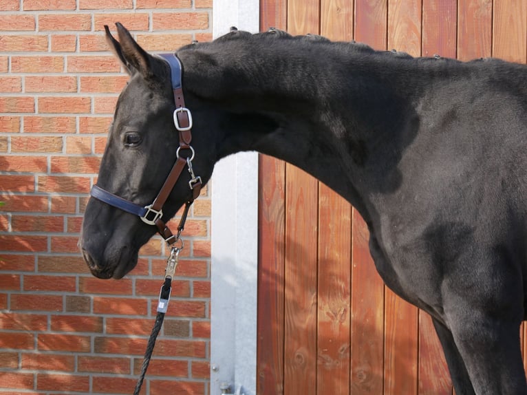 German Riding Horse Stallion 2 years 15,1 hh in Dorsten