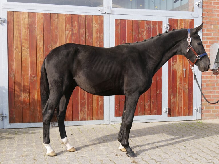 German Riding Horse Stallion 2 years 15,1 hh in Dorsten